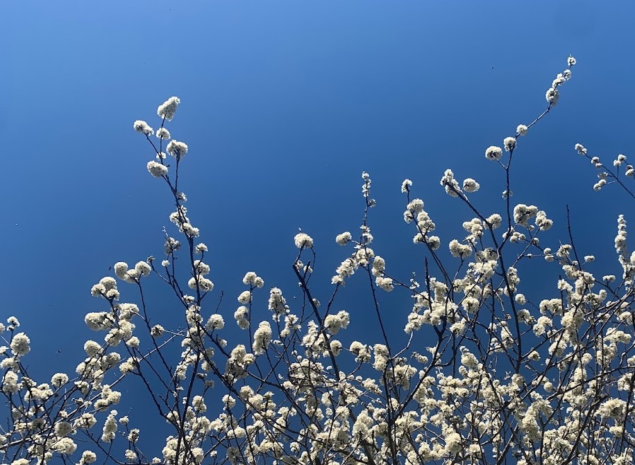 Blue sky and white blackthorn blossom